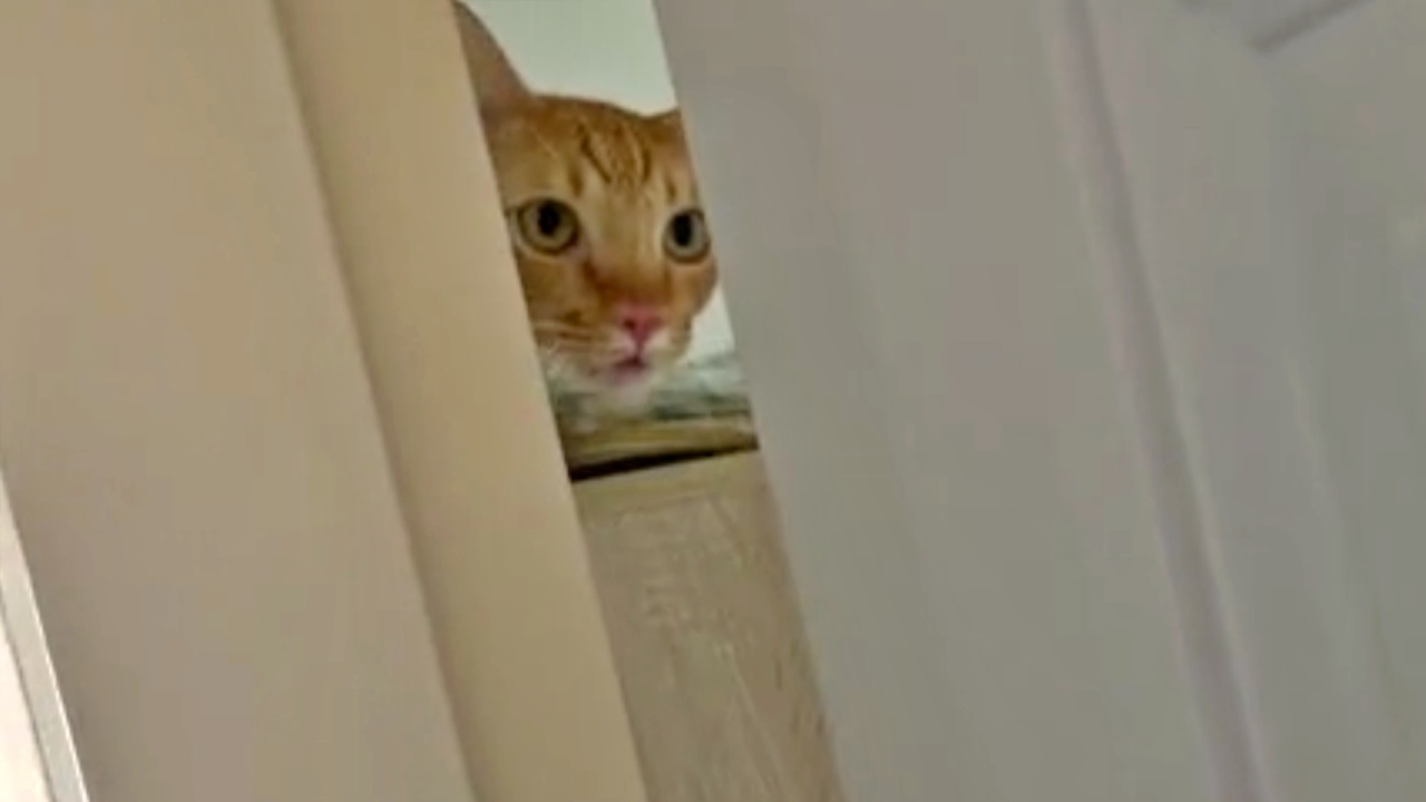 คุณป้ายัน ลูกชายขอเลี้ยง "แมวส้ม" ต่อ แม้กระโจนกัดจนเลือดสาด (คลิป)