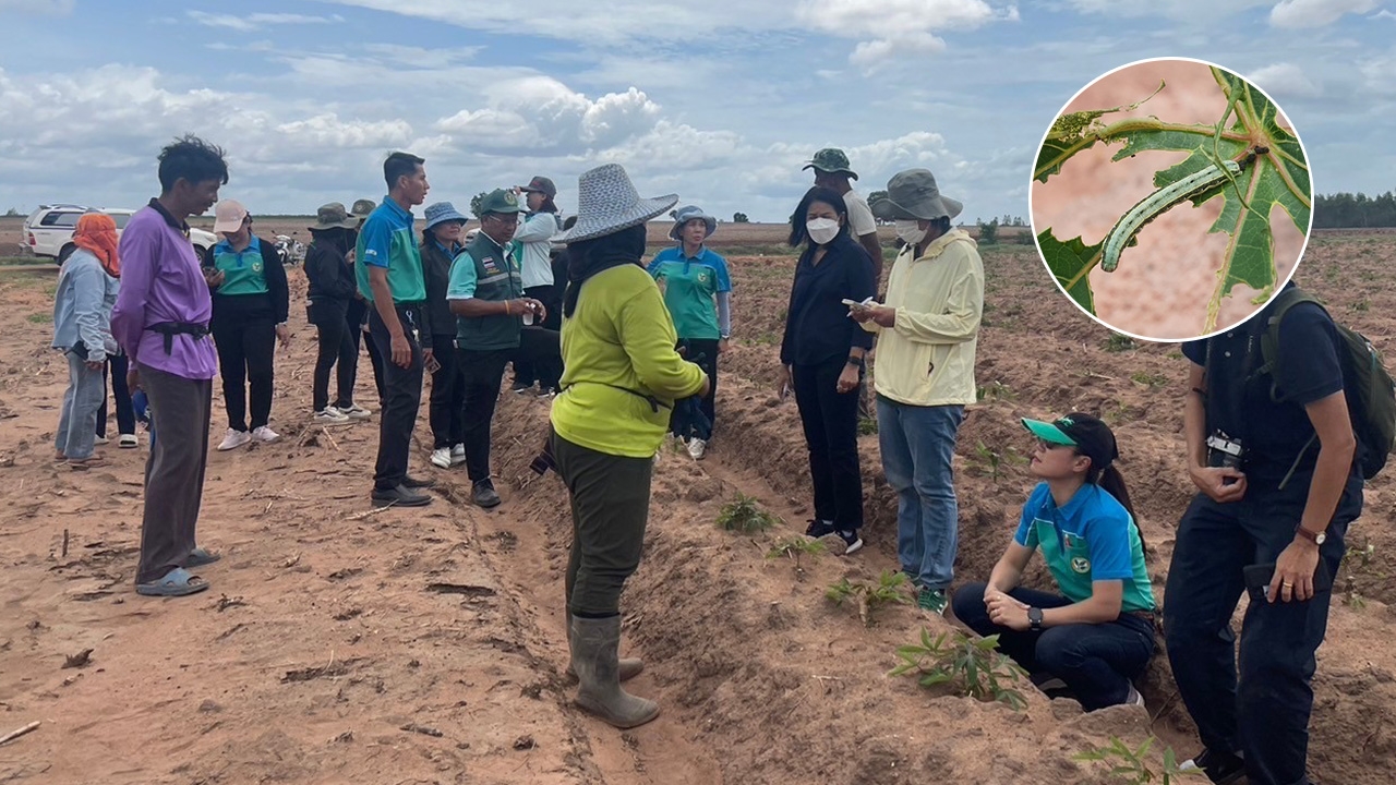 กรมส่งเสริมการเกษตร ส่งทีมเฝ้าระวัง หนอนกระทู้หอมระบาดในไร่มันฯ ที่กาญจนบุรี