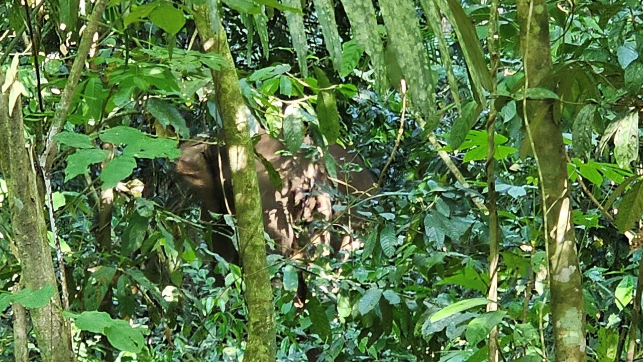 ปิดแหล่งท่องเที่ยว "น้ำตกดาดฟ้า" หลังพบร่องรอยช้างป่า หากินในพื้นที่