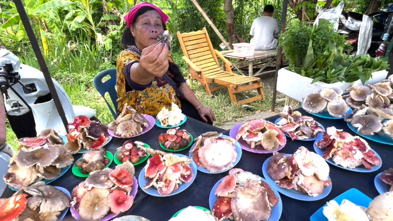 ตลาดเชียงใหม่คึกคัก ชาวบ้านเก็บเห็ดระโงก-เห็ดแดง ขายทำเงินสัปดาห์ละเกือบหมื่น