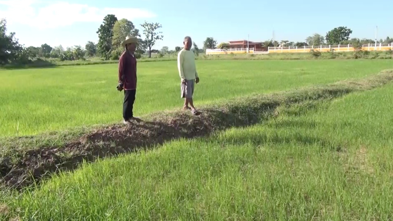 ชาวนาบุรีรัมย์เฮ รัฐช่วย "ปุ๋ยคนละครึ่ง" แบ่งเบาต้นทุนได้ ฝาก รบ.ดันราคาข้าว