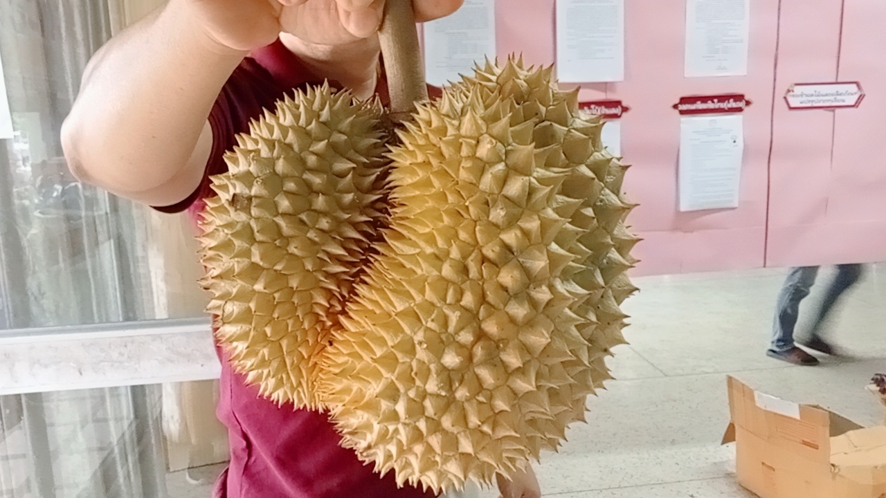 เกษตรกรหัวดงโชว์ทุเรียนแปลก "หลงลับแลแฝด" หนัก 1.2 กก. คอหวยไม่พลาดลุ้นเลข 