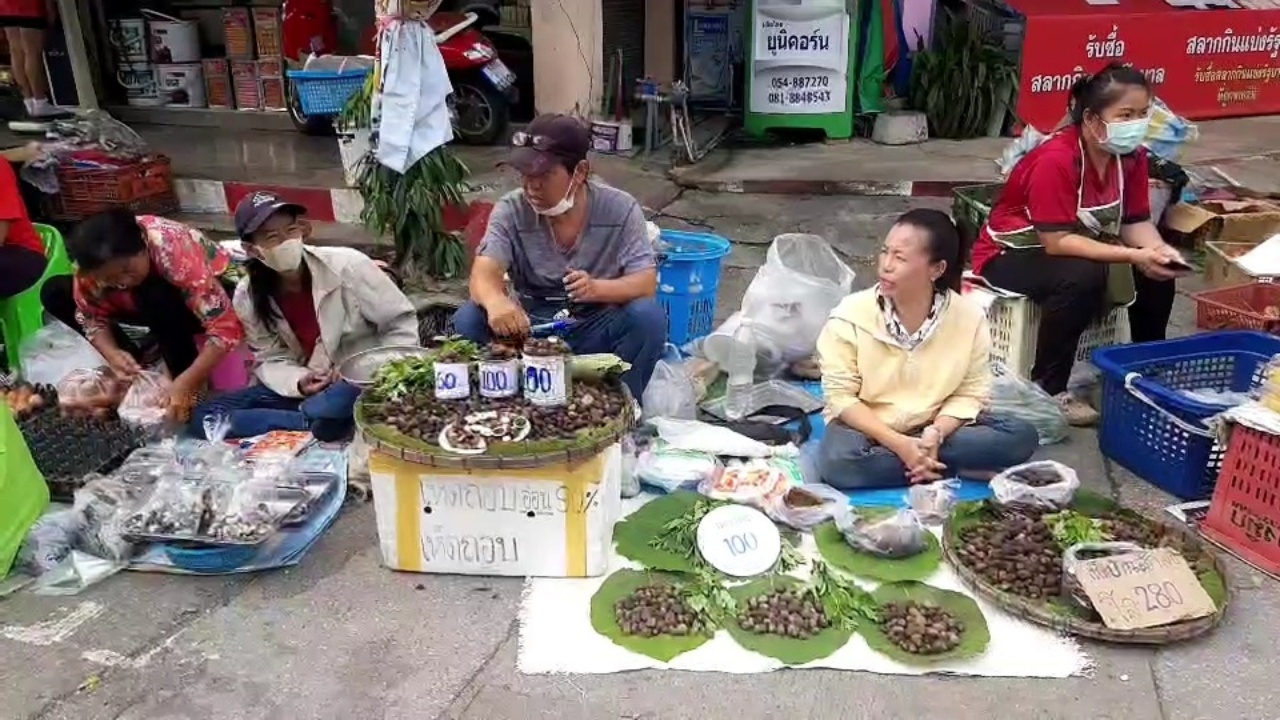 ตลาดเช้าพะเยา ส่องแผงแบกะดินผักป่าขายดี เห็ดถอบ กก.ละ 240-280 ปนแก่ 50%