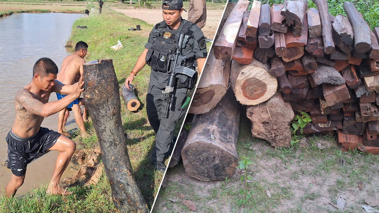 สุรินทร์ บุกยึด ไม้พะยูง ซุกกระท่อมกลางนา-สระน้ำ อื้อ 100 กว่าท่อน เตรียมส่งนายทุน