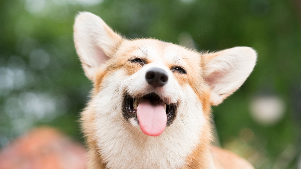 สัตว์เลี้ยงแสนรัก