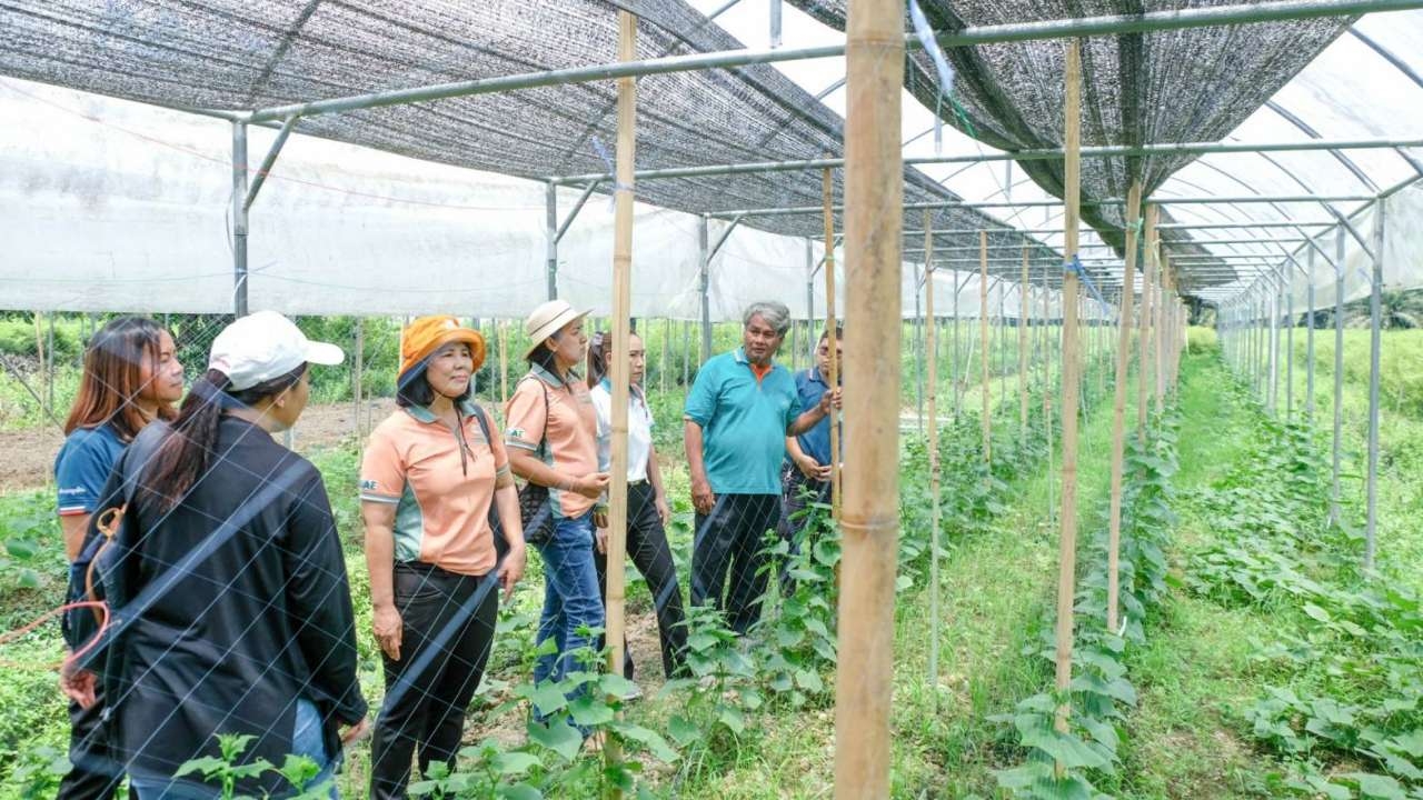 กสก. ขับเคลื่อนแปลงใหญ่ผักบ้านบางท่าข้าม สู่การผลิตพืชผักคุณภาพ