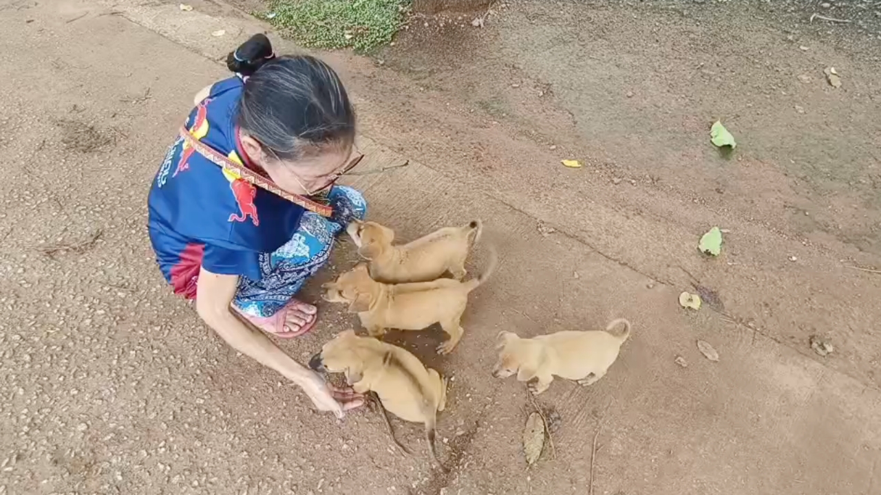 เจ้าของใจร้าย แอบนำ "ลูกสุนัข" มาปล่อยวัด ทำพระสงฆ์-ชาวบ้านเดือดร้อน