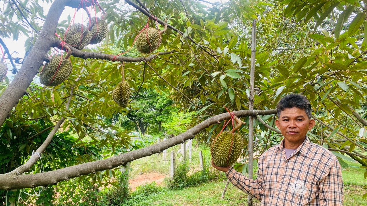 หลงลับแล ภูแลนคา ทุเรียนดังชัยภูมิออกแล้ว เปิดราคาหน้าสวน กก.ละ 200 บาท