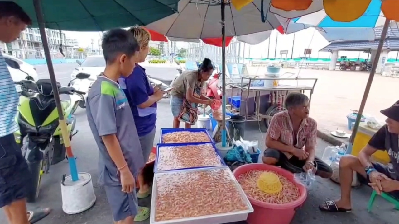 ฝูงแม่หอบอ่อนลอยเกลื่อนทะเลบางแสน ชาวบ้านช้อนไปขาย ทำเงินดี กก.ละ 50-100 บาท