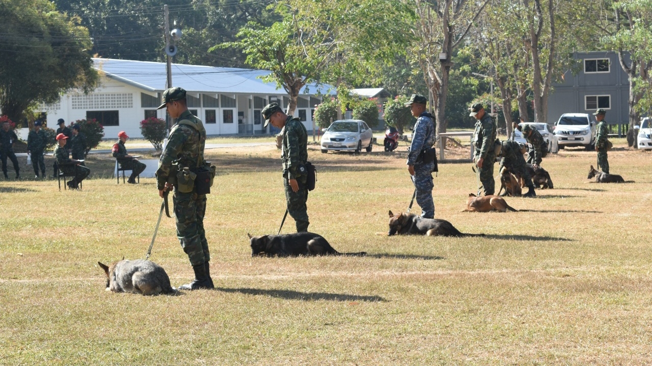 ประมูลสุนัขทหาร 2567 จำนวน 3 สายพันธุ์ ไม่ผ่านทดสอบ แต่เป็นเพื่อน เฝ้าบ้านได้