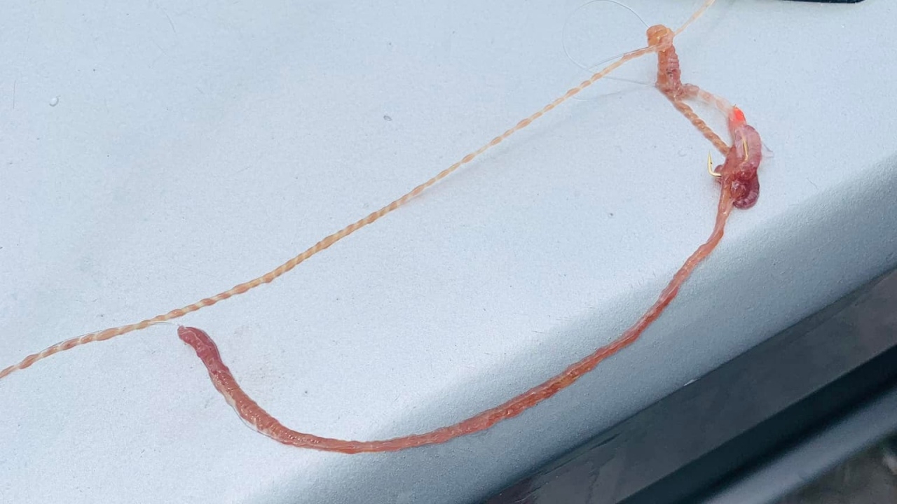 มันคืออะไร ชิ้นส่วนสัตว์ปริศนา ลักษณะประหลาด สัมผัสแล้วแสบเหมือนโดนเข็มทิ่ม