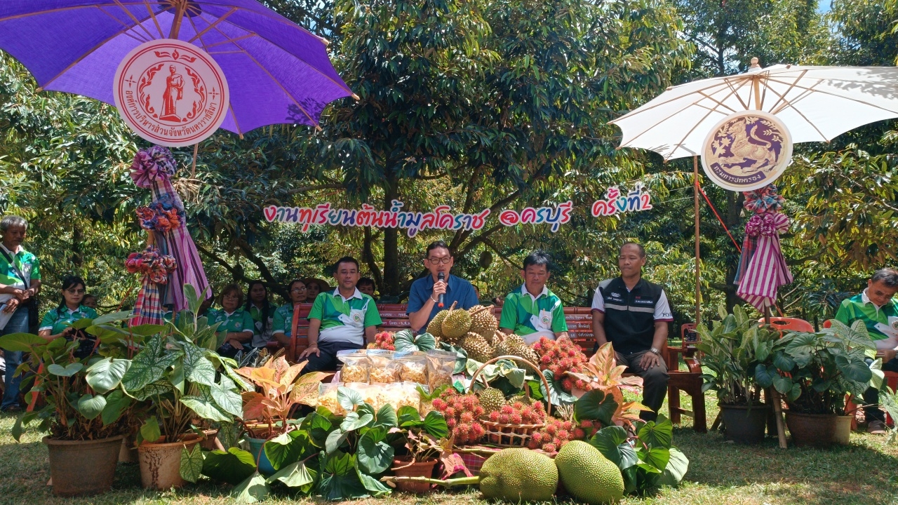 กลับมาครั้งที่ 2 "ทุเรียนต้นน้ำมูลโคราช @ครบุรี" มีขาย 150 ตันเริ่ม กก.ละ 150