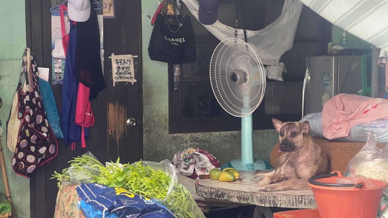 ฟัง 2 มุม ดราม่าเดือด "กู้ภัย" ปฏิเสธรับคนไข้ หลังเจอ "สุนัขจรจัด" เต็มบ้าน