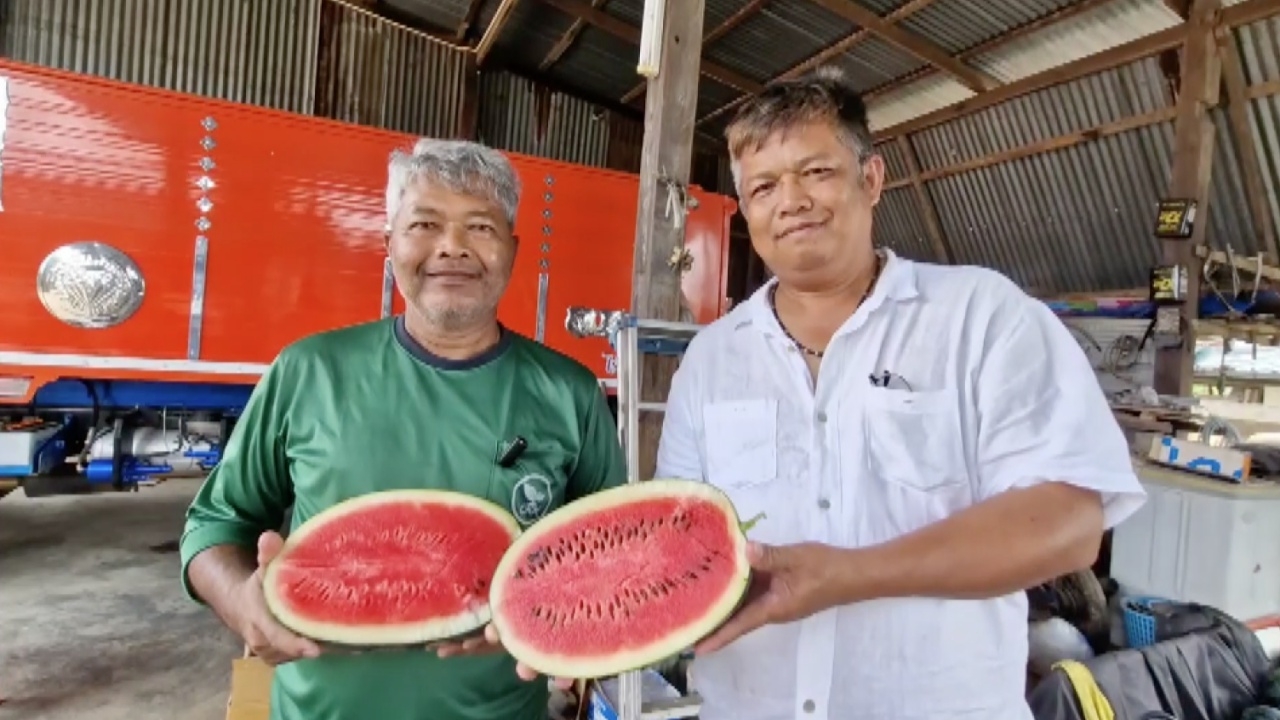 ลุงโคราชปลูกแตงโมสลับกับอ้อยบนที่ 40 ไร่ ขายรอบเดียวทำเงินกว่าครึ่งล้าน