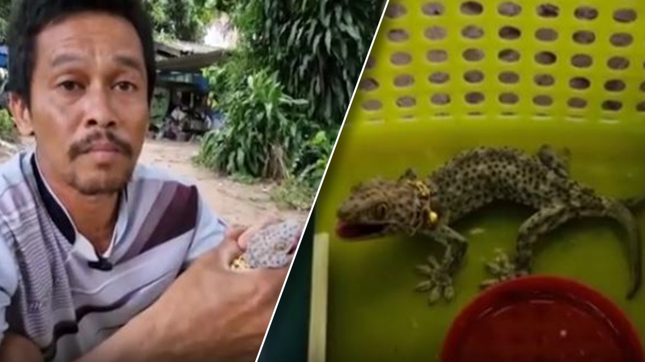 "ตุ๊กแกให้โชค" ซื้อทองให้ใส่ ถูกหวย 14 ใบ ช่างรับเหมาสุดเฮง 