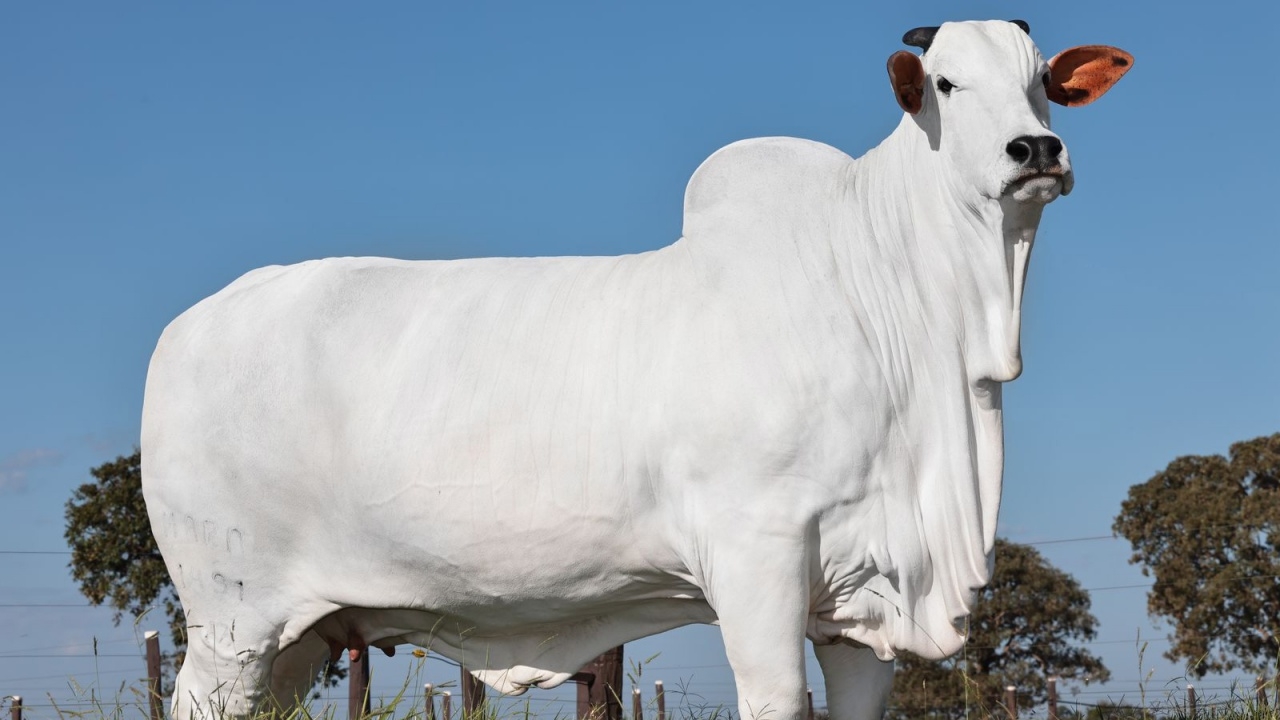 เผยโฉม "เวียทินา-19" วัวแพงที่สุดในโลก มูลค่า 146 ล้านบาท