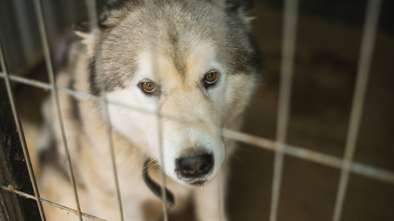 เปิดบทลงโทษกฎหมายคุ้มครองสัตว์ ผู้ทำการทารุณสัตว์ต้องได้รับโทษอะไรบ้าง