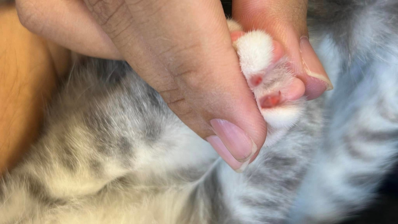 เจ้าของช้ำใจมาก พนักงานร้านคาเฟ่แมว ตัดเล็บ "แมว" จนเลือดออกทั้ง 16 นิ้ว
