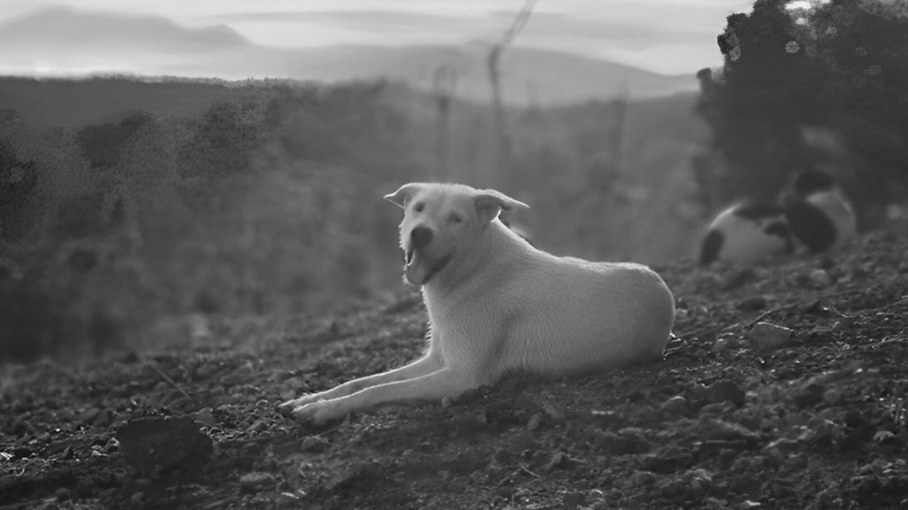 ลาก่อนเพื่อนรัก พบร่าง "บัวขาว" สุนัขในไร่ที่หายไป คาดโดนคนวางยาเบื่อ