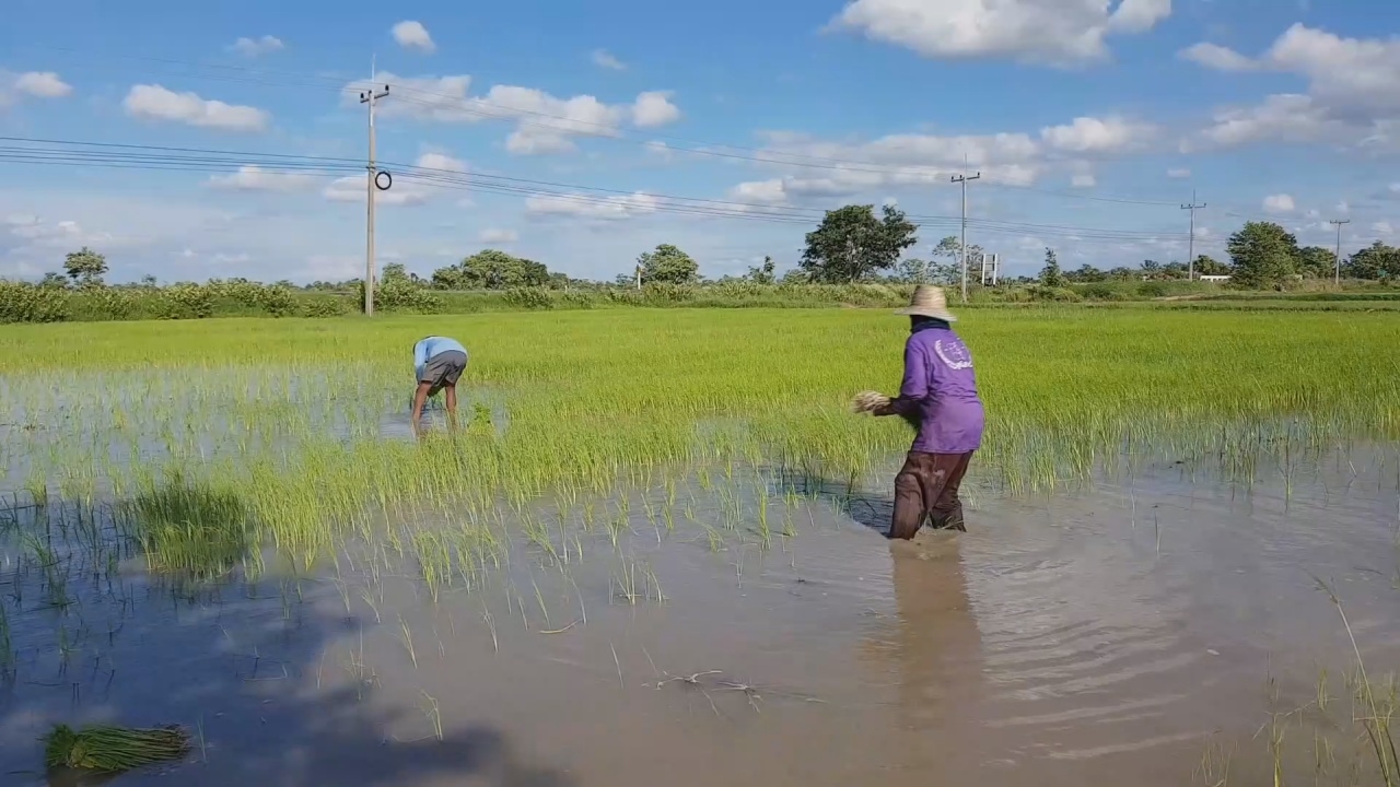 เตือน "โรคฉี่หนู" กลับมาระบาดอีกครั้ง หลัง 4 จังหวัดภาคอีสาน พบผู้ป่วย 68 ราย