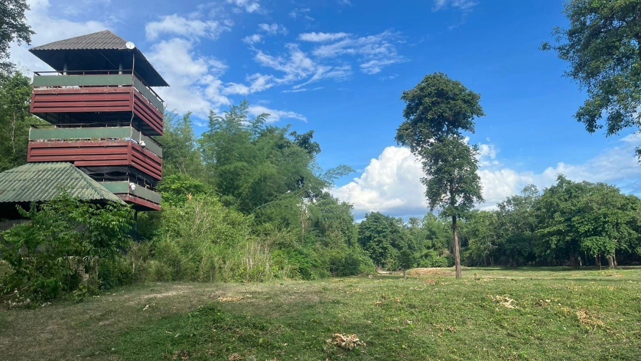 "ป่าห้วยขาแข้ง" ปิดชั่วคราว หลังพบ "นกยูงอินเดีย" หวั่นผสมข้ามสายพันธุ์