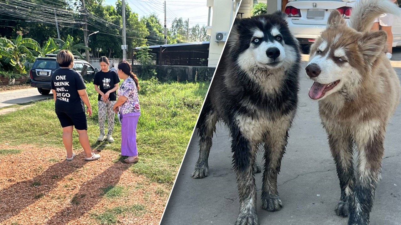 อำมหิต "วางยาสุนัข" ตายนับ 10 ชาวบ้านเชื่อฝีมือโจร-ประสงค์ต่อทรัพย์