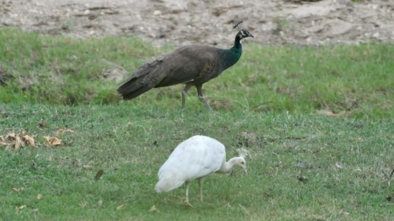 นักอนุรักษ์ กังวลพบ "นกยูงอินเดียเผือก" ที่ห้วยขาแข้ง หวั่นทำนกยูงไทยสูญพันธุ์