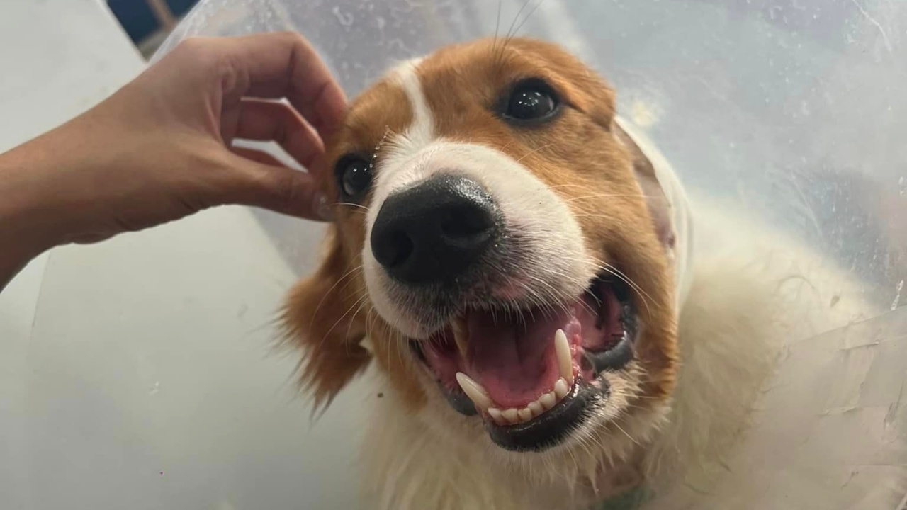 เจ้าของไม่ทน ประกาศตามหาคนใจร้าย หลังใช้ "หนังยาง" รัดคอ น้องหมาสุดรัก