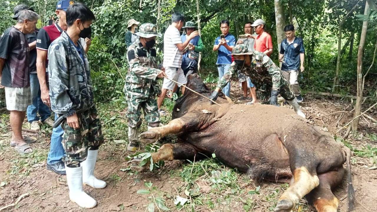 สลด กระทิงป่าเจอคนเก็บผักตกใจ จะวิ่งชน แต่พลาดชนถูกเสาปูนคอหักตาย