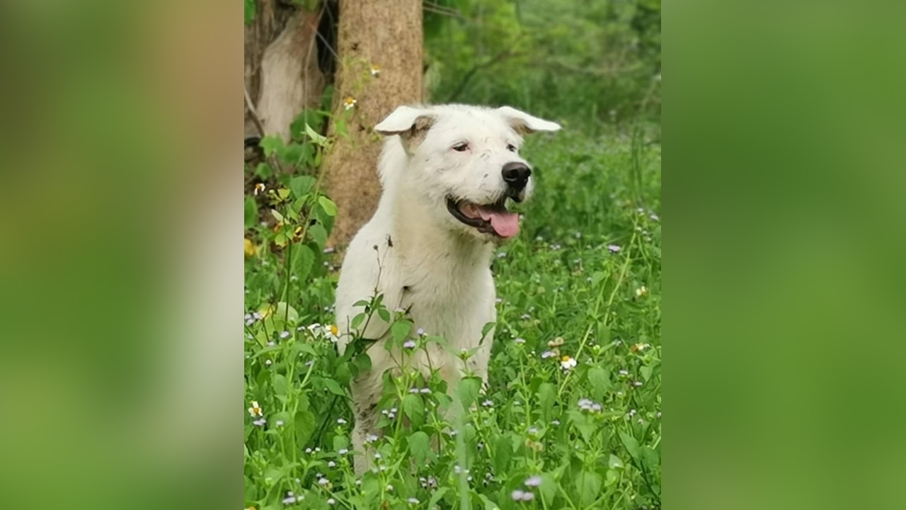 เจ้าของสุดห่วง ประกาศตามหา "บัวขาว" สุนัขในไร่ที่หายไป มีค่าตอบแทนให้ 5 พันบาท