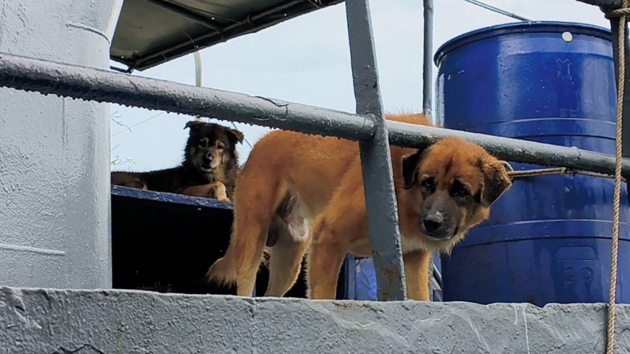 สุนัข 7 ตัว บนเรือน้ำมันเถื่อน มีคนช่วยแล้ว พาตรวจโรค ก่อนฟื้นฟูร่างกาย