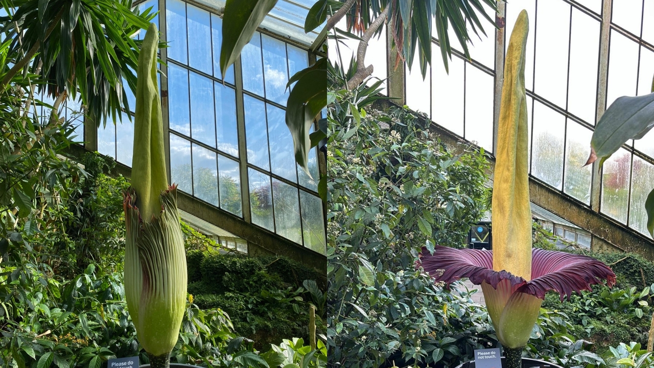 "ดอกซากศพ" เบ่งบานในสวนพฤกษศาสตร์อังกฤษ (ชมคลิป)