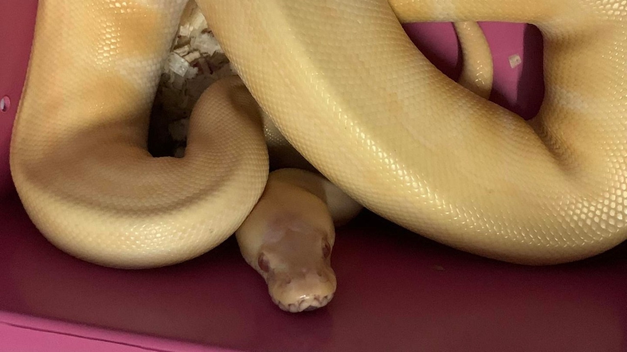 เจ้าของเป็นห่วงมาก ตามหา "น้องหมอนทอง" งูหลามเลี้ยงที่หายไป หวั่นถูกทำร้าย