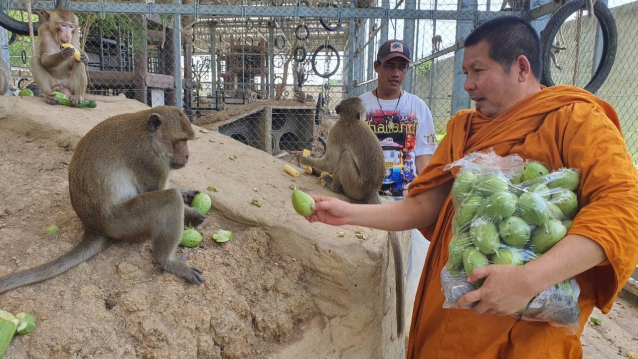 จัดทอดผ้าป่าผัก ผลไม้ เลี้ยงลิงตึกลพบุรี ถูกขังกรงกว่า 1 พันตัว