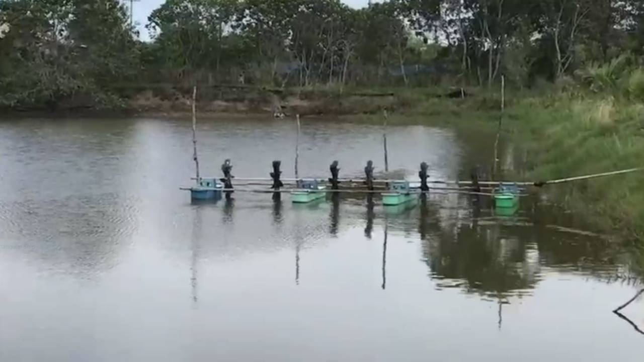 เจ้าของนากุ้งเมืองคอน ชี้ ปลาหมอคางดำกินกุ้งหมดบ่อ วอนภาครัฐช่วยพันธุ์กุ้งทดแทน