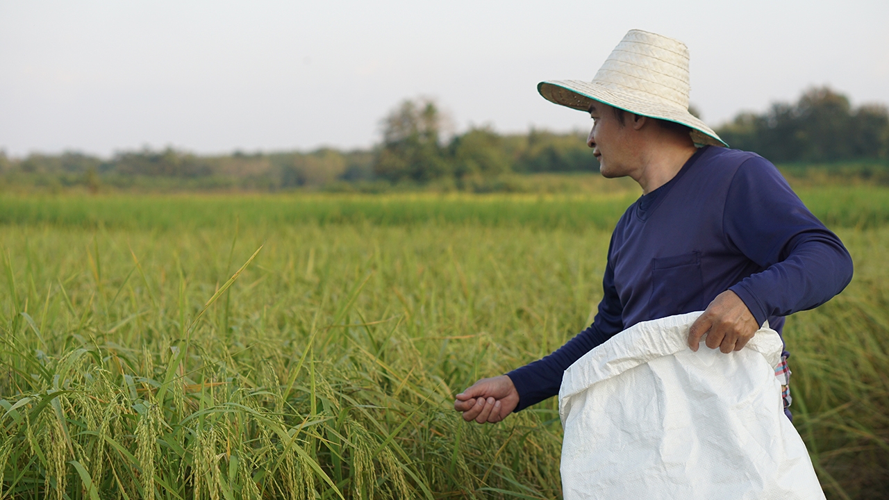 ครม.เสียงแตก "ปุ๋ยคนละครึ่ง" ถกวุ่น หลังโดนชาวนาโวยเลิกช่วยไร่ละพัน