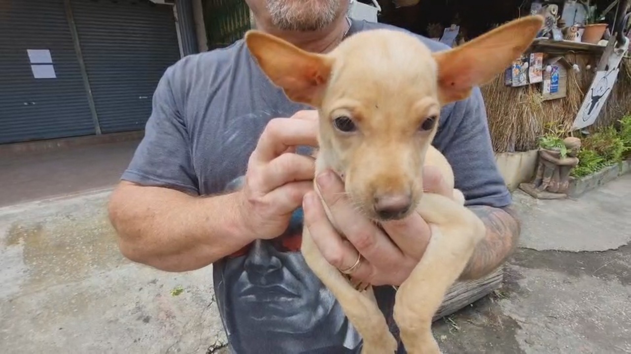 Mentally ill Thai man abused puppy