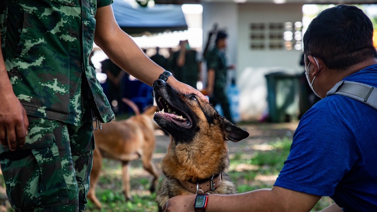 ประมวลภาพ เปิดประมูล "สุนัขทหาร" ที่ไม่ผ่านเกณฑ์ ราคาสูงถึง 120,000 บาท