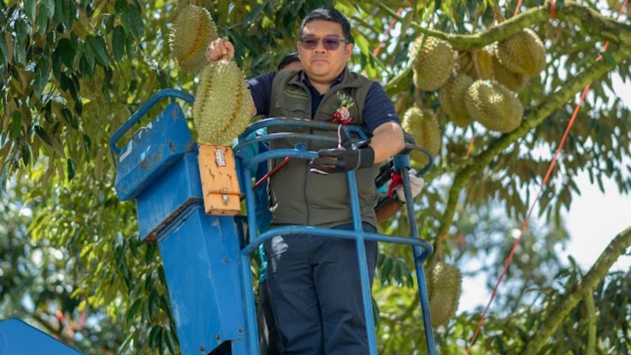 กสส. ยก ชุมพร แปลงใหญ่ทุเรียน ต.ทะเลทรัพย์ แหล่งผลิตผลคุณภาพ