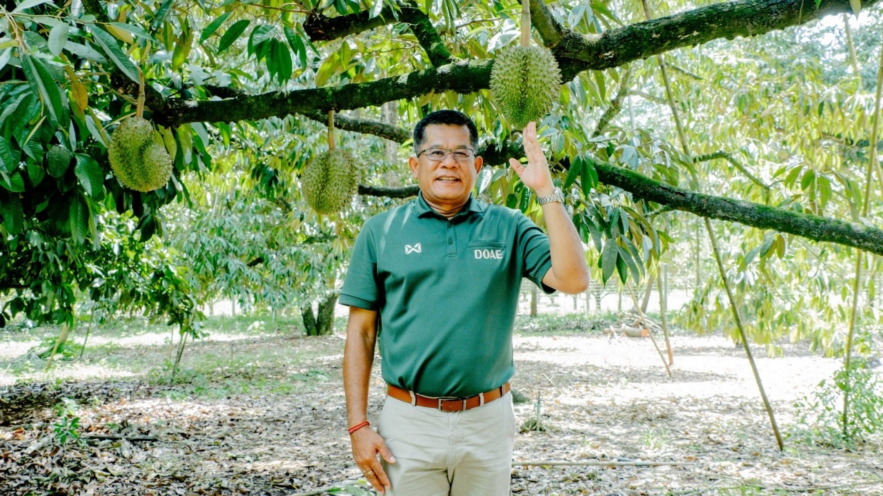 เข้าฤดูกาลทุเรียนภูเขาไฟศรีสะเกษ เชื่อปี 67 ได้ราคาดี มูลค่ารวมกว่า 2 พันล้าน