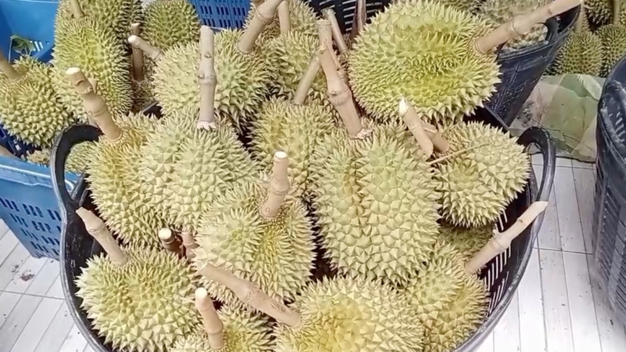 ทุเรียนโอโซน จากสวนบนเขาสูงกว่า 800 เมตรที่ อ.เทพสถิต รสหวานมัน เนื้อกรอบ