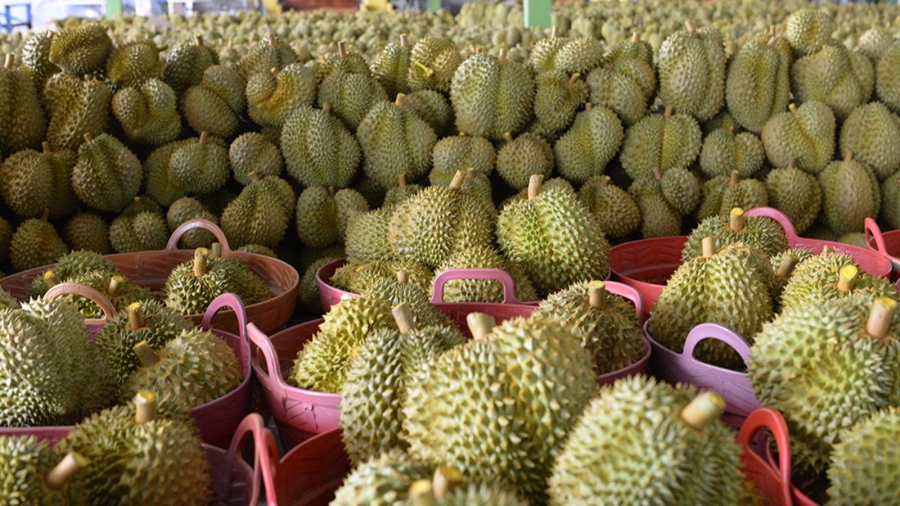 จันทบุรีโมเดลปัง กรมวิชาการเกษตร ชูปี 66 ดันยอดส่งออกทุเรียนคุณภาพไปจีน 4 แสนตัน