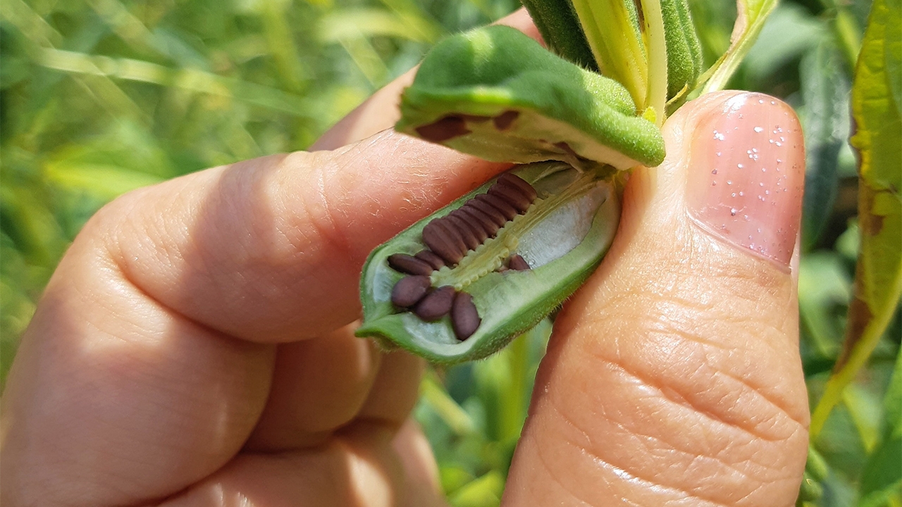 ชวนปลูก..งาดำ ป้อนตลาดขาดแคลน