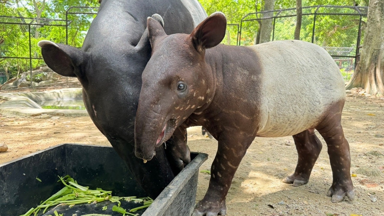 สวนสัตว์เปิดเขาเขียวได้ชื่อลูกสมเสร็จแล้วคือ "น้องแตงไทย" พร้อมฉลองครบ 46 ปี