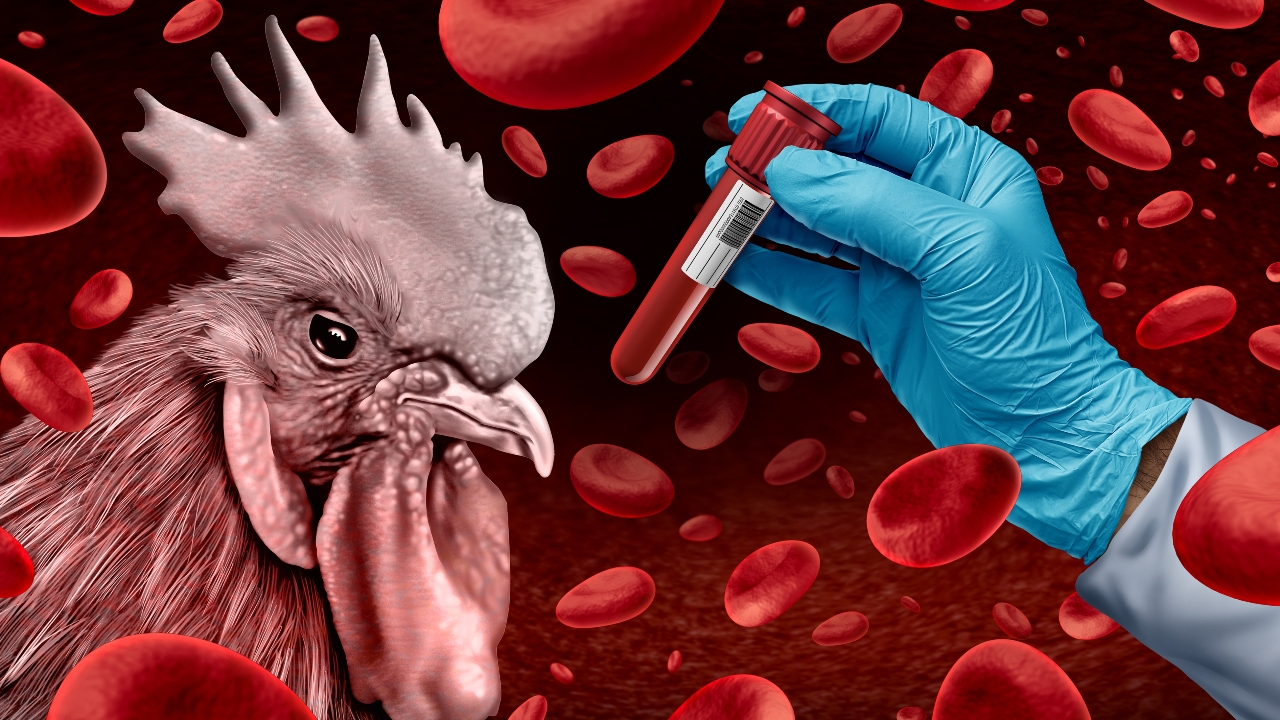 เช็กอาการไข้หวัดนก ติดต่ออย่างไร รักษาได้หรือไม่