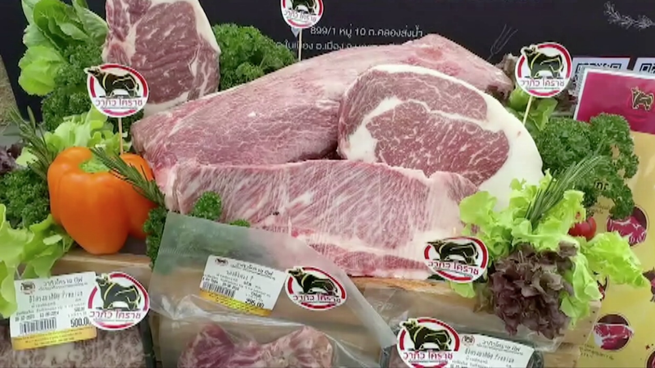 เอาใจสายเนื้อ งานมหกรรมวันโคเนื้อไทย โคราช 1-3 มิ.ย. ใกล้ทางเข้า อช.เขาใหญ่ 