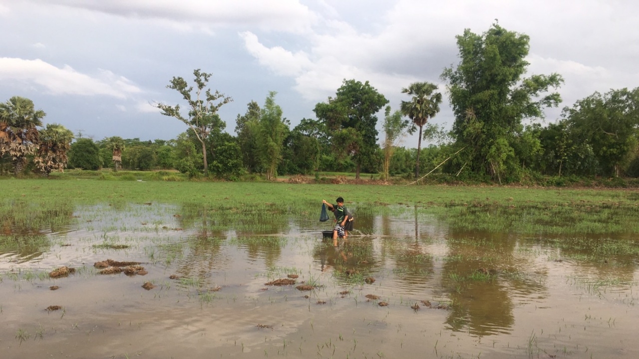 โคราชฝนตกเกษตรกรได้เฮ ข้าวที่หว่านเริ่มงอก ออกจับปลาในนามากินลดค่าใช้จ่าย