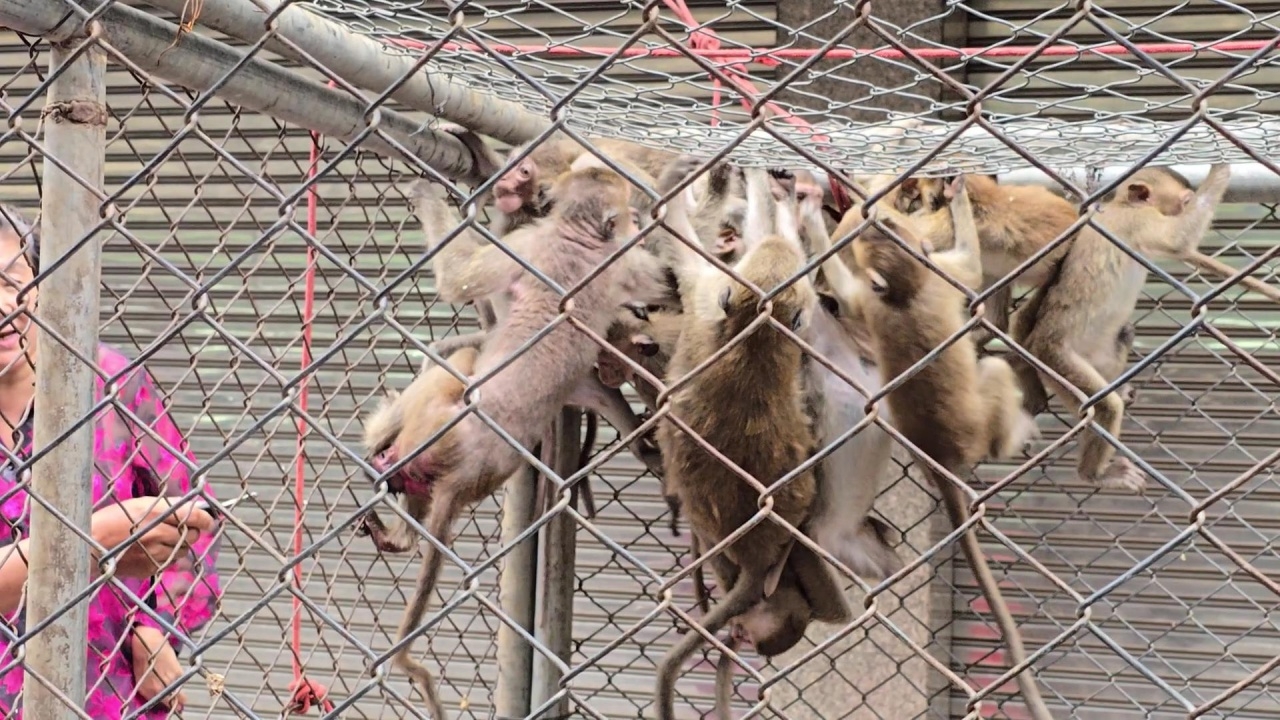 จับได้แล้ว 130 ตัว พบลิงตึกลพบุรีขาดน้ำ เลือดข้น เป็นนิ่วในไต  