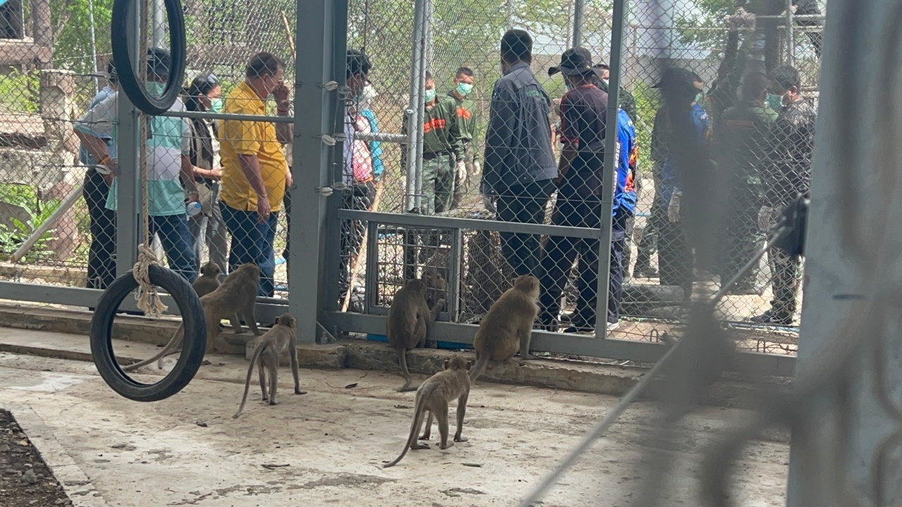 จับ "ลิงตึก" ชุด 2 นำ 73 ตัวเข้าสู่บ้านใหม่อีก ฝูงเก่ายืนรอรับเพื่อน