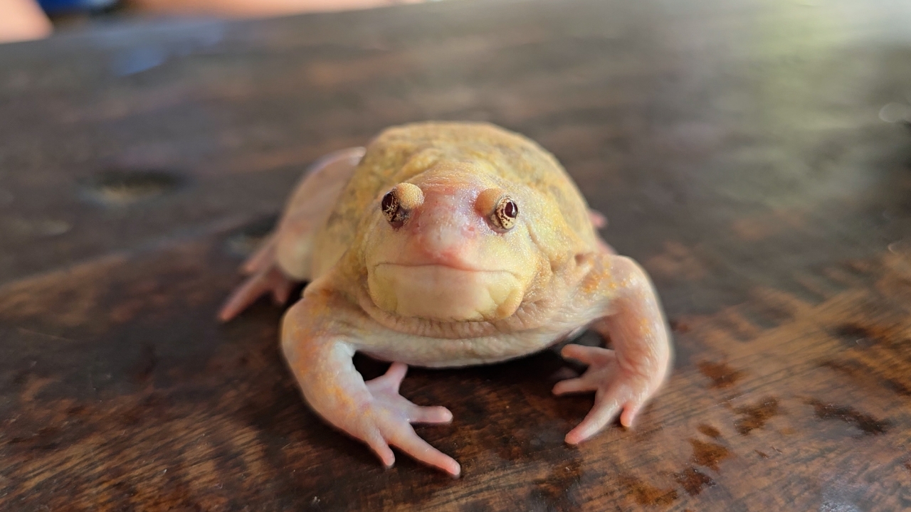 ฮือฮาเจอ อึ่งเผือกขาวอมชมพู ตาโต ขาเหมือนกบเชื่อมาให้โชค